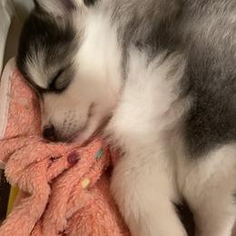 Pomsky Puppies from Blue Sky Pomsky