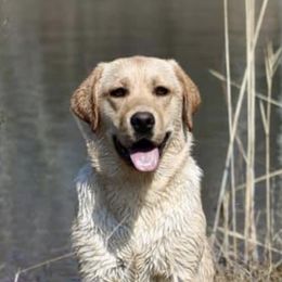 Labrador Retrievers from Reeds Sunset Acres
