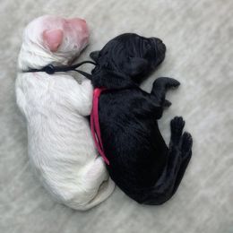 Goldendoodle Puppies from Lady Doodle Farm