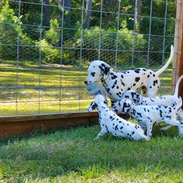 Dalmatian Puppies from Crescent Hill Dalmatians