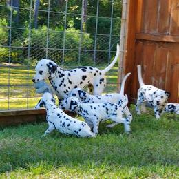 Dalmatian Puppies from Crescent Hill Dalmatians