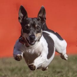Meera - Teddy Roosevelt Terrier