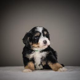 Kelly Green - Tri-color male Bernedoodle puppy in Caldwell, Idaho from Boise Doodle Co.