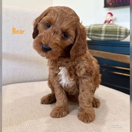 Bear - Red  male Goldendoodle puppy in Glendale, Arizona from Follow Your Bliss Doodles