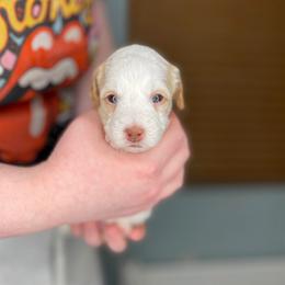 Glaceon - Cream female Havapoo puppy in Surprise, Arizona from Huckleberry Doodles