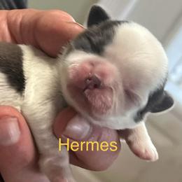 Hermes - Blue and white male Shih Tzu puppy in Bloomfield, Indiana from Meihem Pups