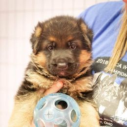 German Shepherd Puppies from vom Haus Jurincie