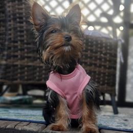 Lola - Black and tan female Yorkshire Terrier puppy in Bay County, Florida from Love My Yorkie Babies