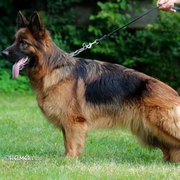 German Shepherd Puppies from Von Falkenberg German Shepherds, LLC