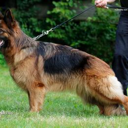 German Shepherd Puppies from Von Falkenberg German Shepherds, LLC