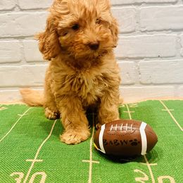 Brown Collar Boy - Apricot male Goldendoodle puppy in San Augustine, Texas from Vintage Doodles