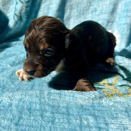 MOCHA - Sable female Dachshund puppy in Poplarville, Mississippi from Sarah’s Darling Dachshunds