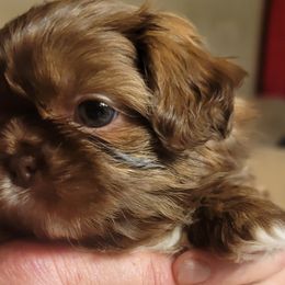 Sophi - Chocolate female Shih Tzu puppy in Lake Worth, Florida from Shih Tzu Cottage