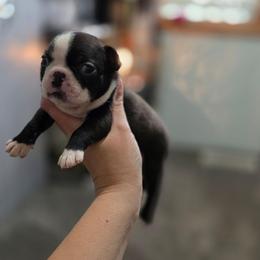 Bow - Black brindle and white male Boston Terrier puppy in Billings, Missouri from Azaleas Euro Boxers & Boston Terriers