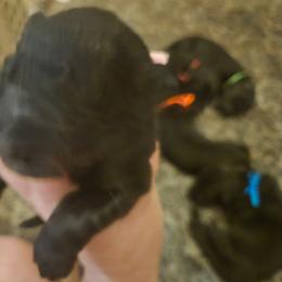 Girl 5 - Black female German Shepherd puppy in Coupeville, Washington from Von Hilkey Shepherds