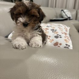 Jackson - Red sable male Havanese puppy in Independence, Iowa from EClair's Havanese