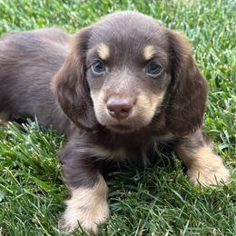 Jack - Chocolate and cream male Dachshund puppy in Salem, Oregon from Longdox Mini Dachshunds