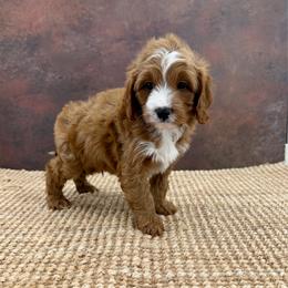 Sol - Red male Cavapoo puppy in Beresford, South Dakota from DAKOTA DOOD RANCH