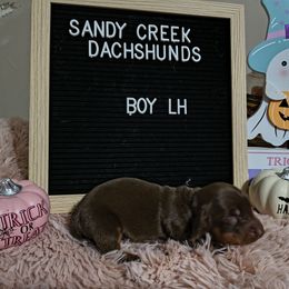 Shrimp - Chocolate male Dachshund puppy in Rosanky, Texas from Sandy Creek Minatare Dachshunds