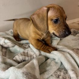 Boy 2 - Red male Dachshund puppy in Fort White, Florida from Chrissys