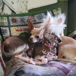 Chinese Cresteds from Pinky's Pups; Chinese Crested's Love + U