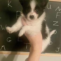 Boy 2 - White and black male Papillon puppy in Missouri from Lovely Acres