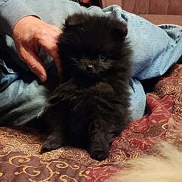 Rabbit - Black male Pomeranian puppy in Smithville, Texas from Lafary Poms