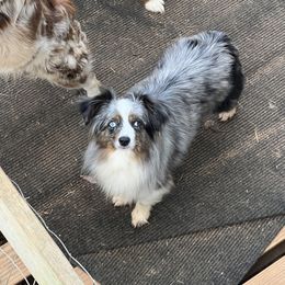 Blue Bell - Toy Australian Shepherd