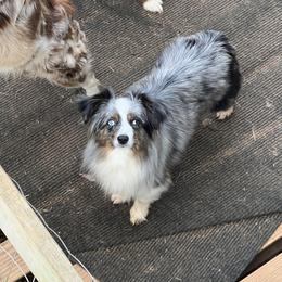 Blue Bell - Toy Australian Shepherd