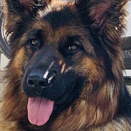 German Shepherds from Von Ruh German Shepherds