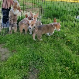 American Corgi Puppies from Thomas Corgi's