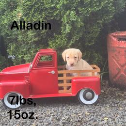 Alladin - Yellow male Labrador Retriever puppy in Tigard, Oregon from Morrison Labrador Retreivers