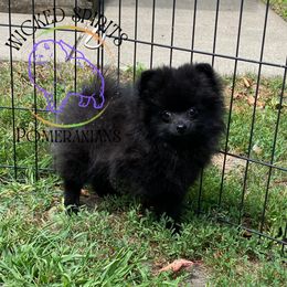 AKC WENDELL - Black male Pomeranian puppy in Watkins Glen, New York from Wicked Spirits Pomeranians