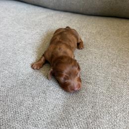 Mochi - Dapple male Dachshund puppy in Madera, California from The House Of Dox