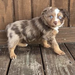 Red Merle 1 - Red merle male Toy Australian Shepherd puppy in Stephenville, Texas from Rockin J Lil Aussies