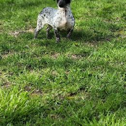 Dachshund puppies from Homegrown Hoosier Kennels