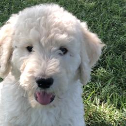 Trumpkin - Cream Goldendoodle puppy in Kansas City, Missouri from Beary GoldenDoodles