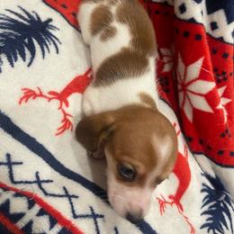Pumpernickel - Piebald male Dachshund puppy in Gainesville, Georgia from Emory Farms