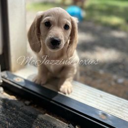 Salt (Boy 2) - Cream male Dachshund puppy in Chehalis, Washington from McJazzin Doxies