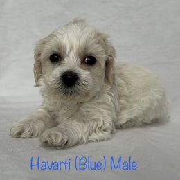 Havarti - Cream male Shichon puppy in De Pere, Wisconsin from Kinzor Kennels