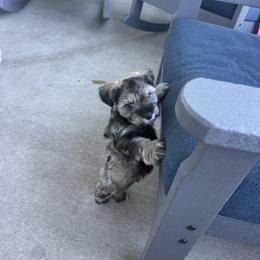 Rain - Salt and pepper female Miniature Schnauzer puppy in St. Augustine, Florida from Ancient City Schnauzers