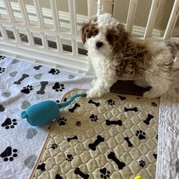 Tucker - Tri-color male Cavapoo puppy in Cedar City, Utah from Pearson's Poodles