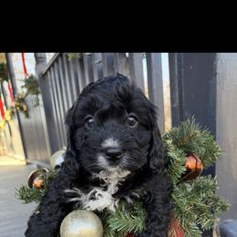 Prancer - Black male Cavapoo puppy in Bozrah, Connecticut from Cedar Creek Farm