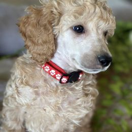 Sage - Apricot male Poodle puppy in Gilbert, Arizona from Desert Oasis Kennels