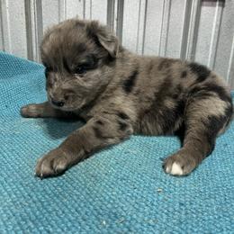 Rocky - Blue merle male Australian Shepherd puppy in Whitwell, Tennessee from Owl Hollow Farm