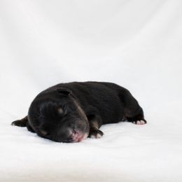 Denver - Black tri male Miniature Australian Shepherd puppy in Foxworth, Mississippi from Ten Mile Aussies