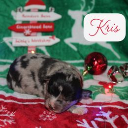 Kris - Blue merle male Australian Shepherd puppy in Mocksville, North Carolina from Trailblazing Aussies