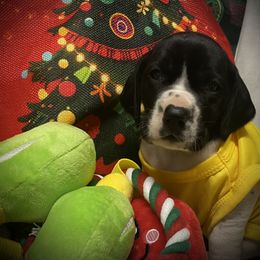 Yellow collar - Black and white female German Shorthaired Pointer puppy in Hardeman County, Tennessee from Howell Farm GSP