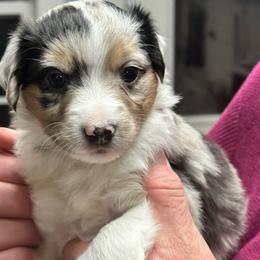 Snuggle Bug - Blue merle female Miniature Australian Shepherd puppy in Mt Juliet, Tennessee from J&J Harmony Acres