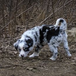 Australian Shepherd, Miniature American Shepherd, Miniature Australian Shepherd, and Toy Australian Shepherd Puppies from Double Moon